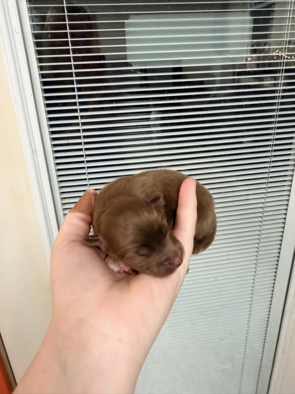 Little Pastures Australian Shepherd puppy