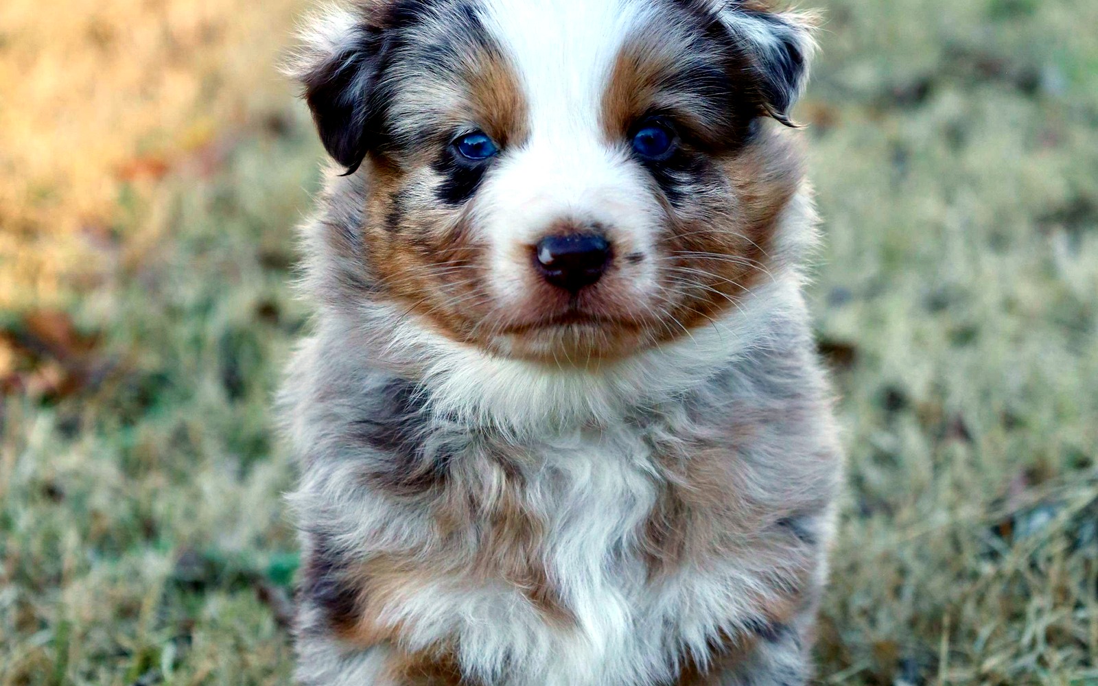 Little Pastures Australian Shepherd puppy on the farm