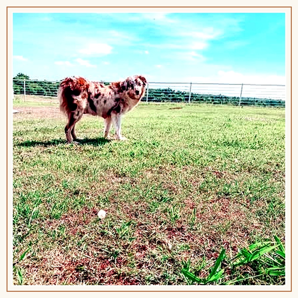 Little Pastures Aussie outdoors