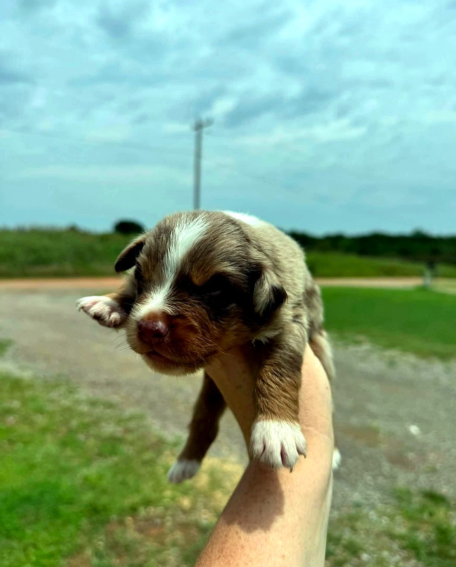 Bear from the Dally × Judd litter