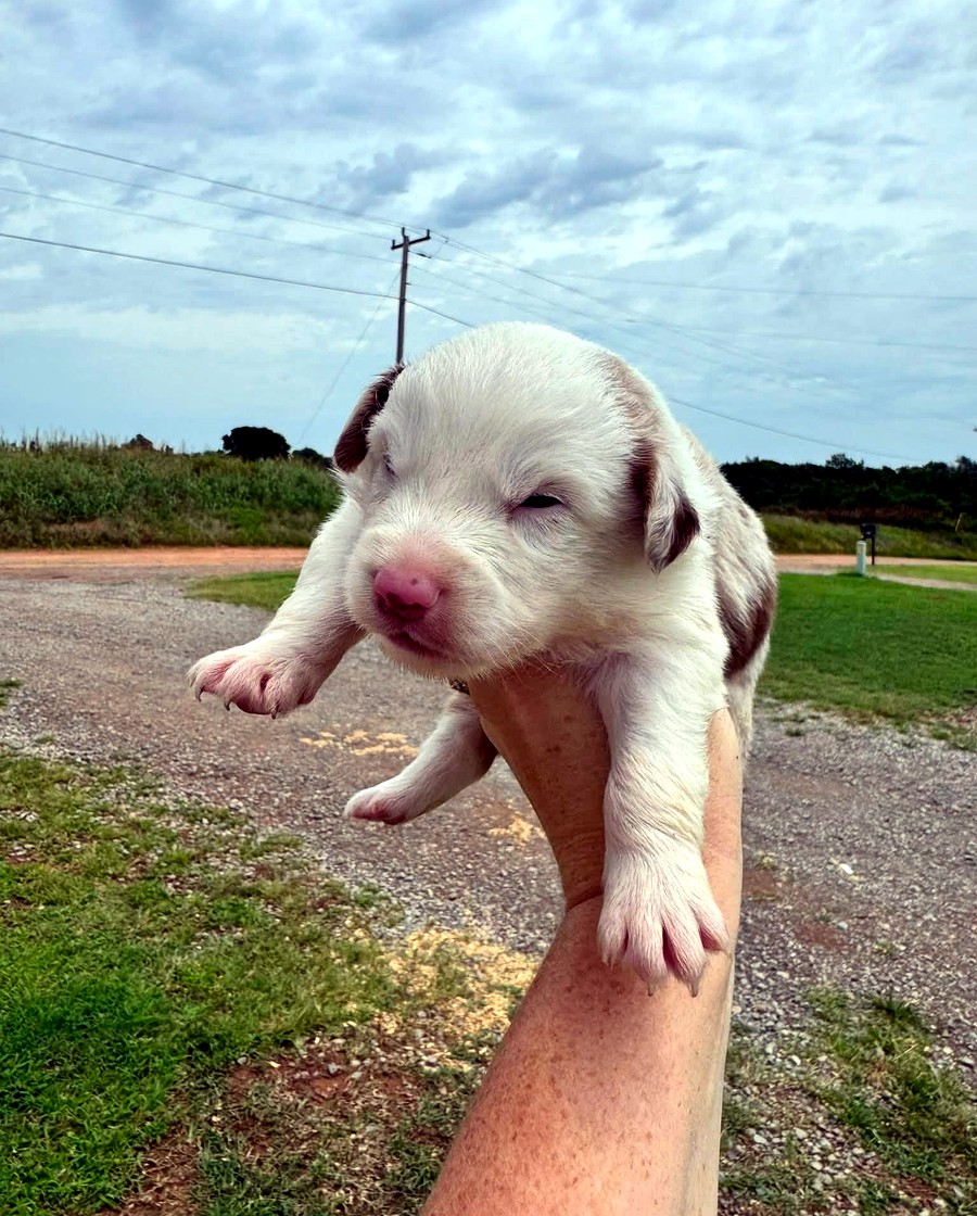 Scout, Red merle Male Australian Shepherd puppy