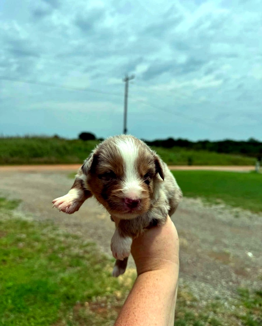 Teddy from the Dally × Judd litter