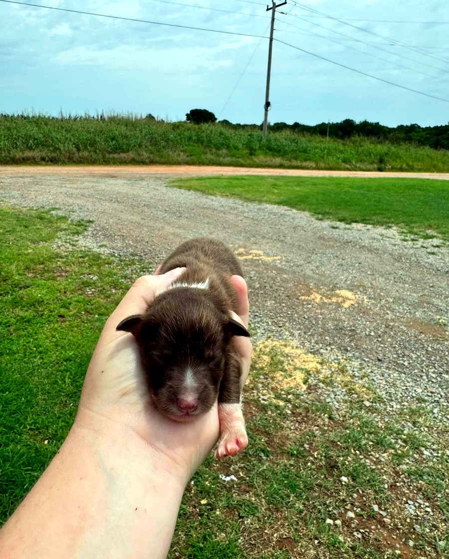 Beau, Red tri Male Australian Shepherd puppy