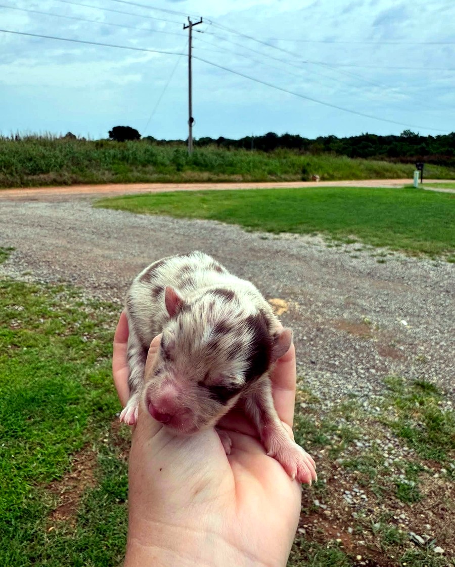 Birdie, Red merle Female Australian Shepherd puppy
