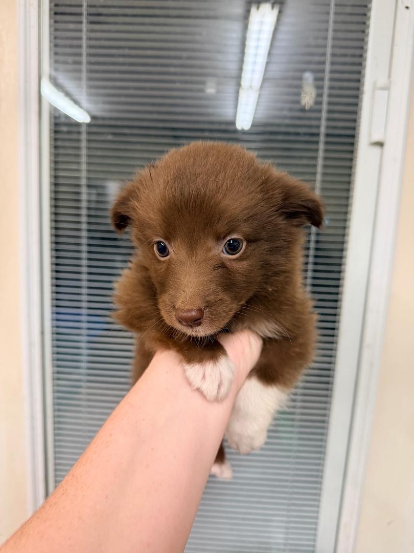 Maple, Red & white female Australian Shepherd puppy