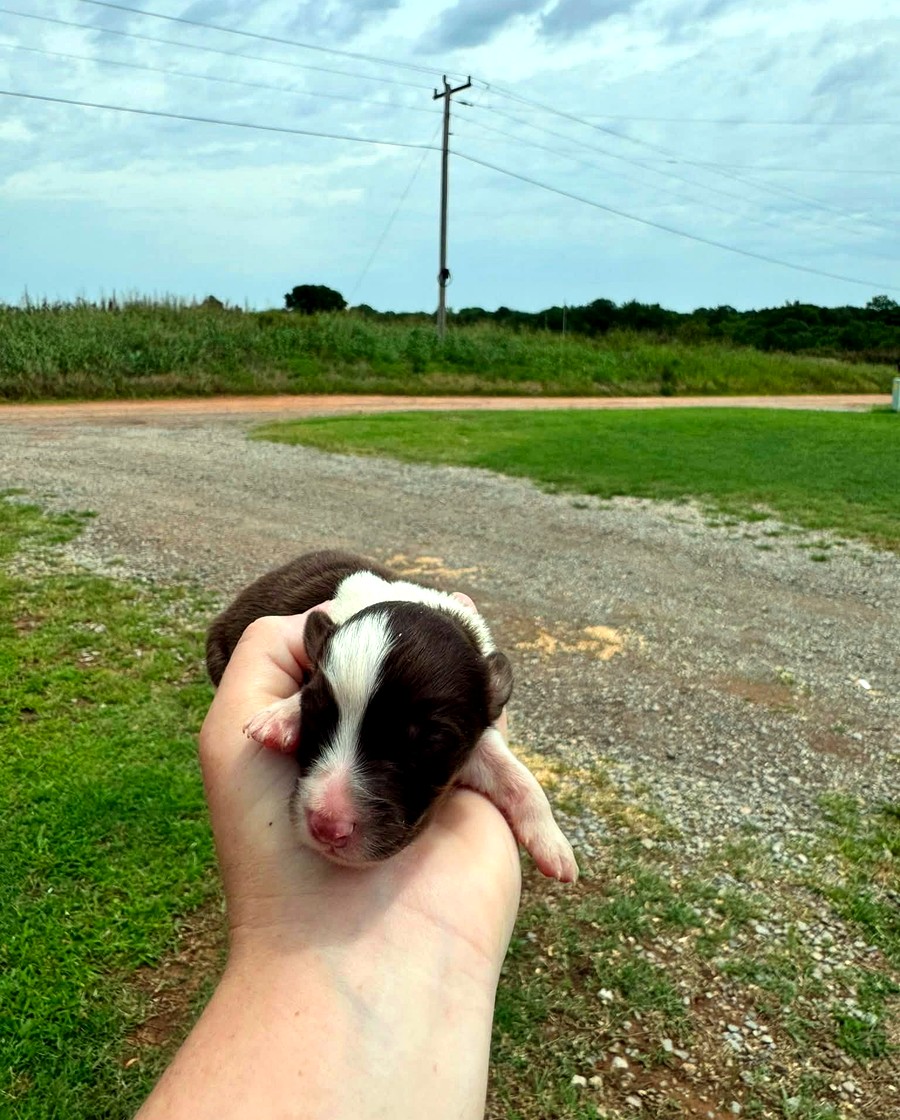 Millie, Red tri Female Australian Shepherd puppy