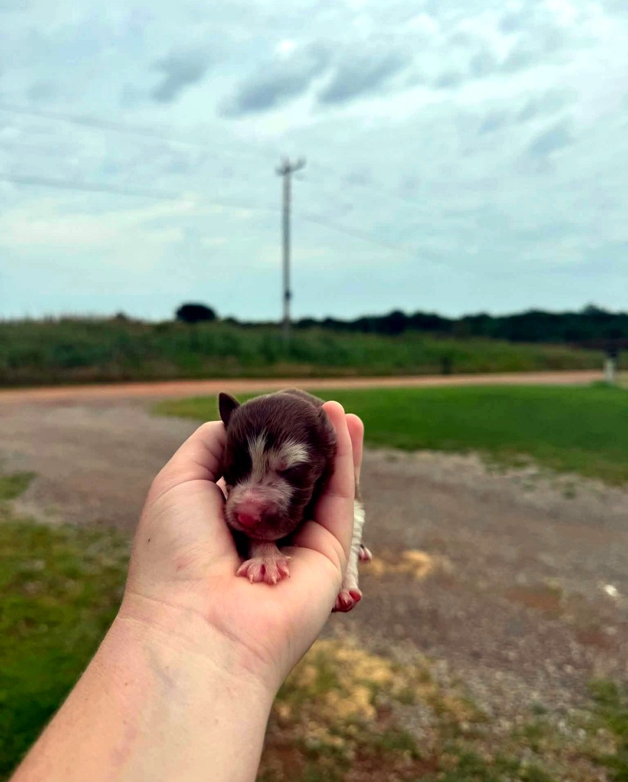 Winnie from the Magnolia (Mags) × Copper litter